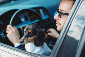 Driver and small dog look out car window while seated behind steering wheel.