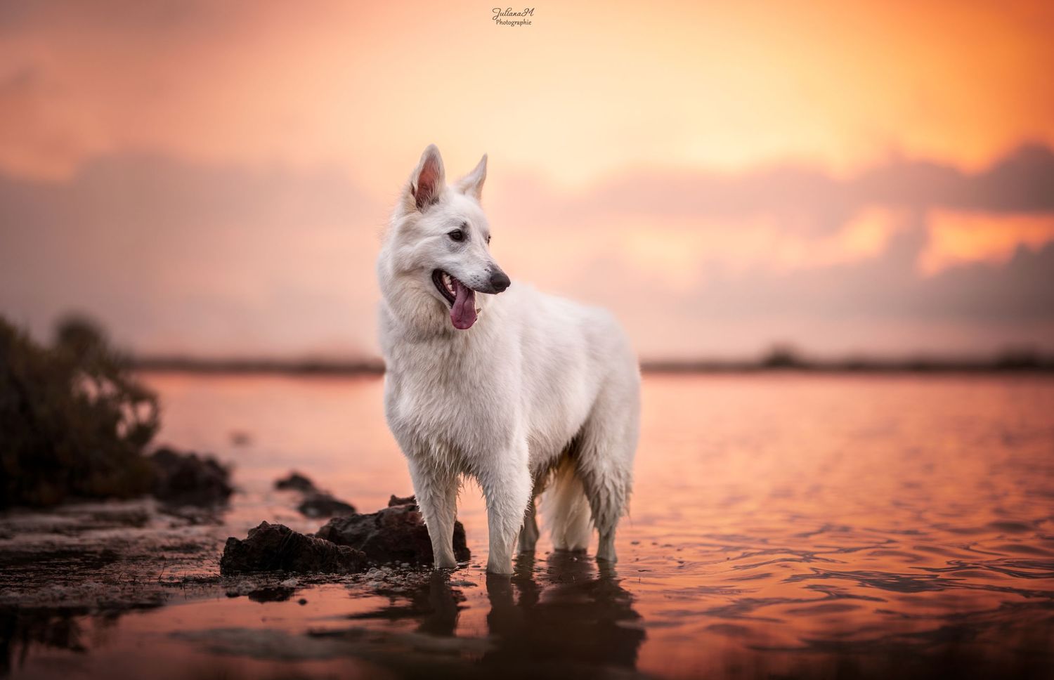 Shooting photo près d'Aix en Provence, photographiez votre chien au lever du soleil