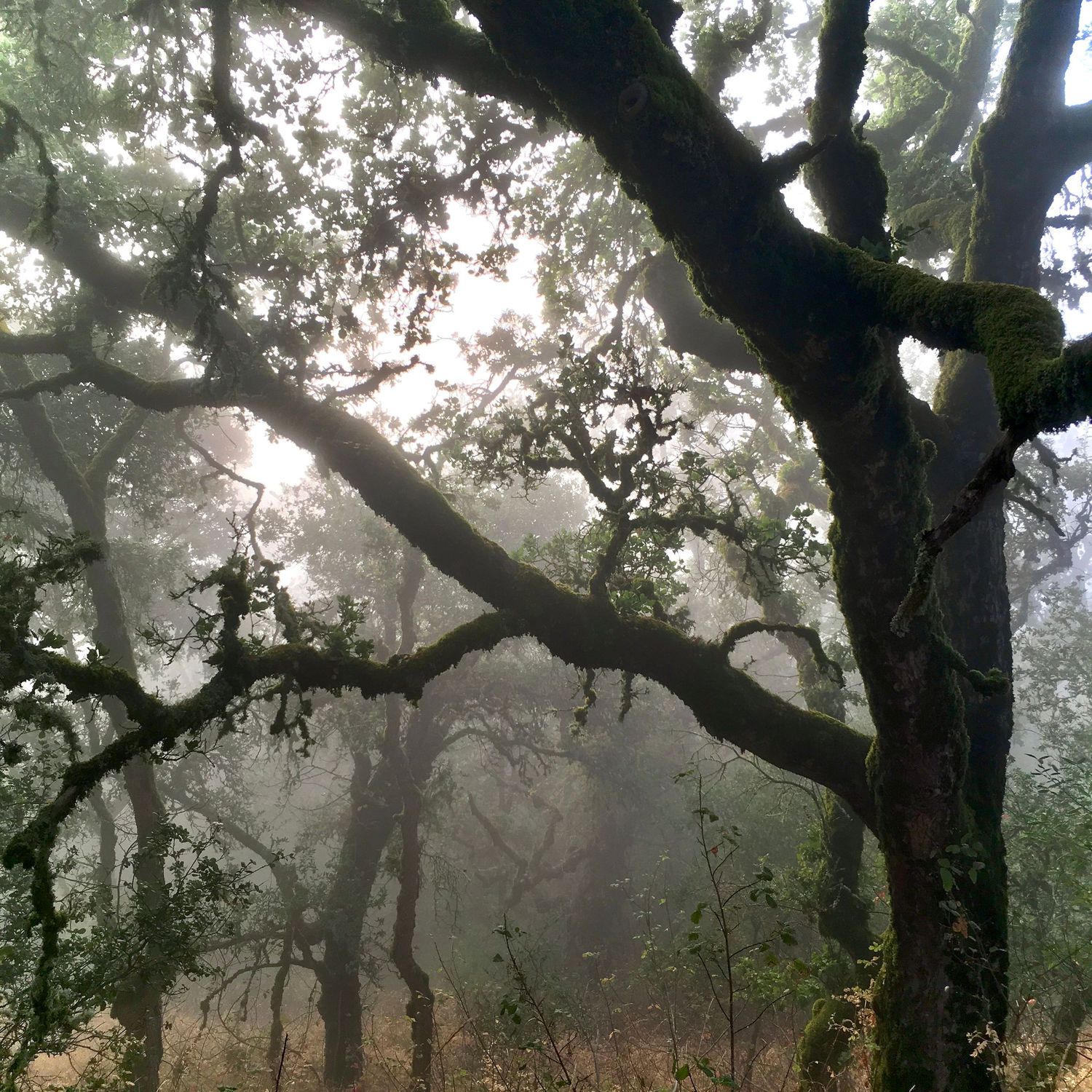 Misty forest scene with twisted oak trees and branches creating an ethereal atmosphere in morning fog.