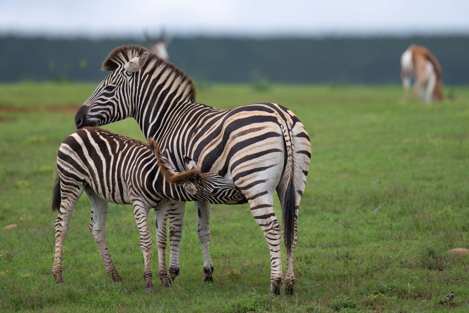 Group of zebras grazing together in a lush green field displaying their distinctive stripe patterns.