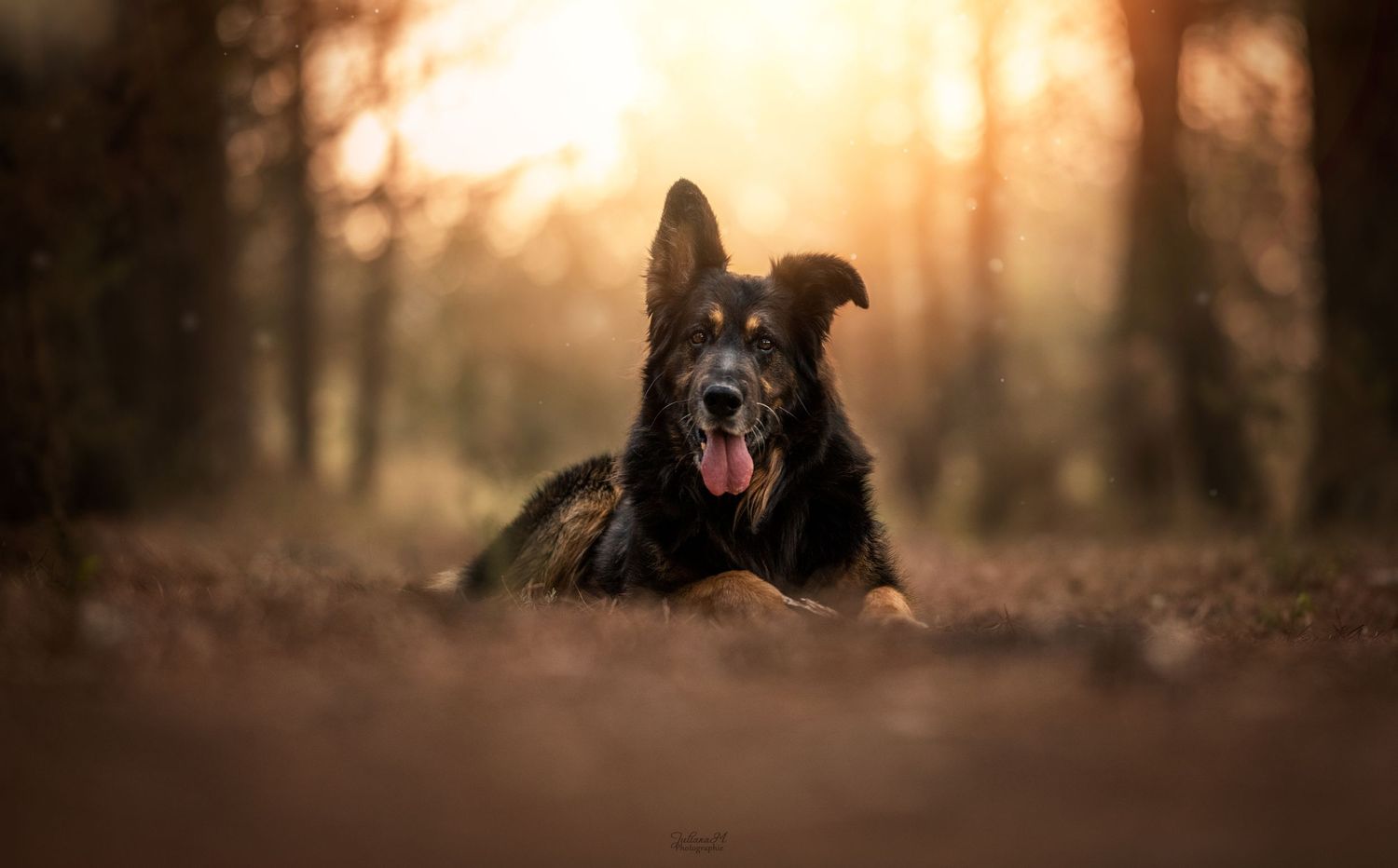 Shooting photo près d'Aix en Provence, photographiez votre chien en forêt