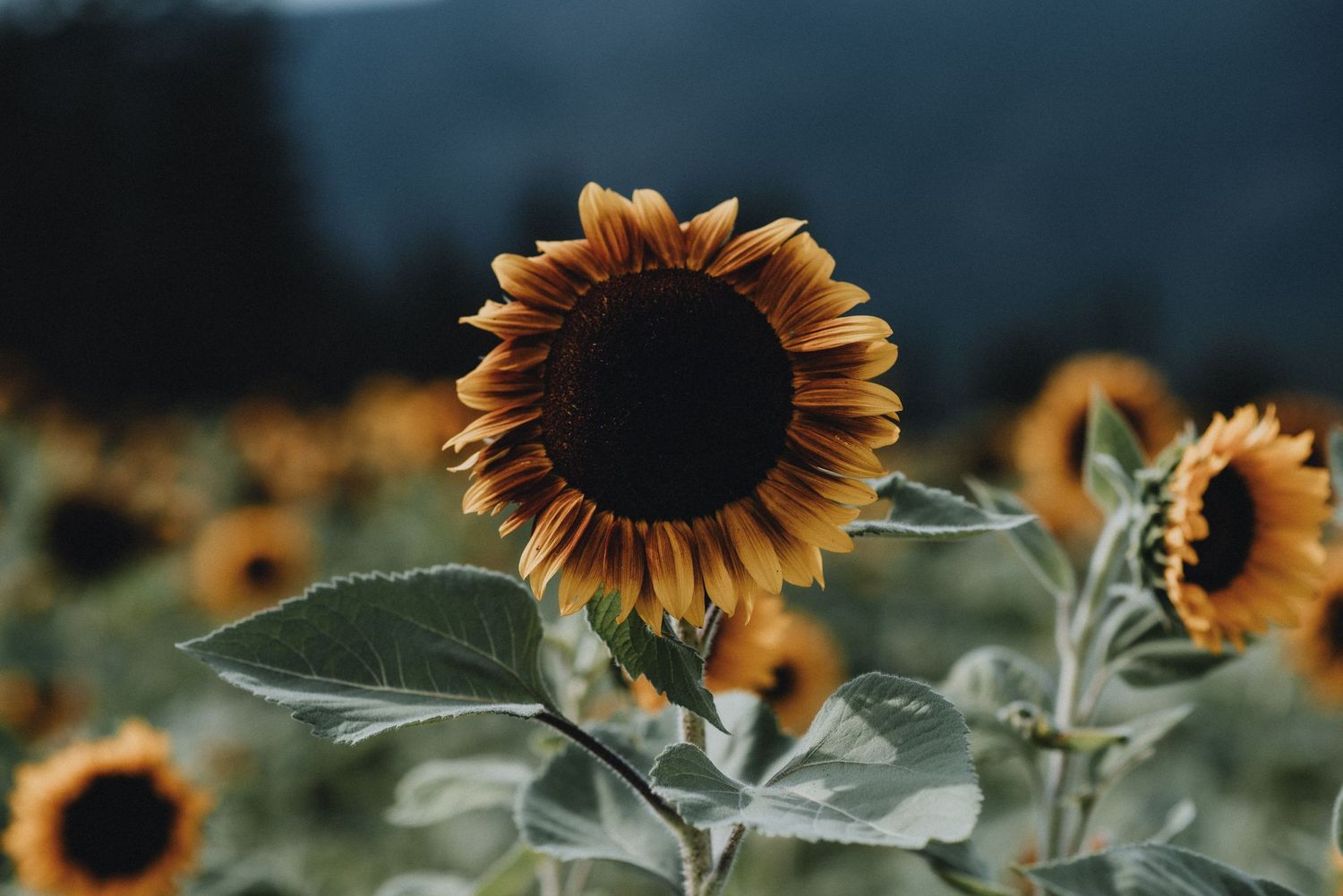 Close-up of a golden sunflower with dark center against a moody blue background in a field.