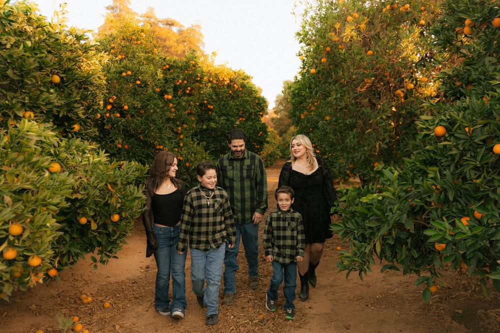 Multiple people walk through rows of orange trees in an orchard at sunset.