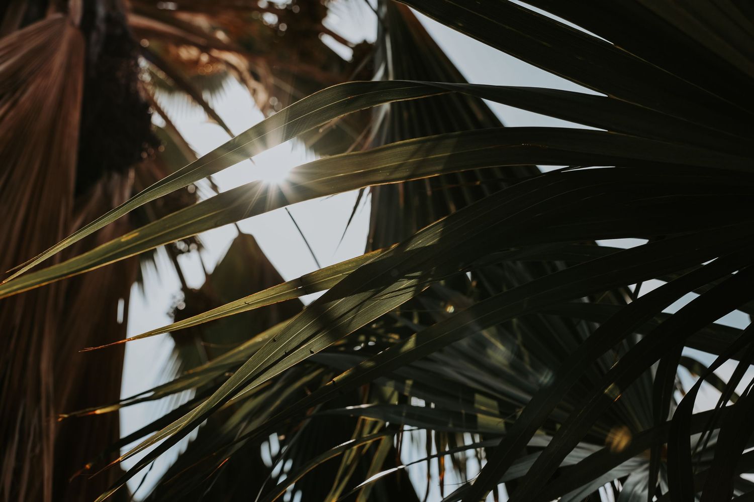 Sunlight peeks through tropical palm fronds creating a dramatic backlit silhouette effect.