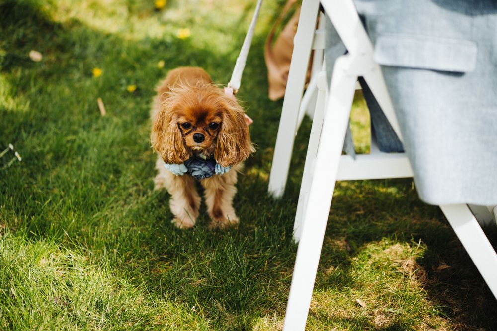 A small Cavalier King Charles Spaniel dog with reddish-brown fur stands on grass near white chairs at an outdoor event.