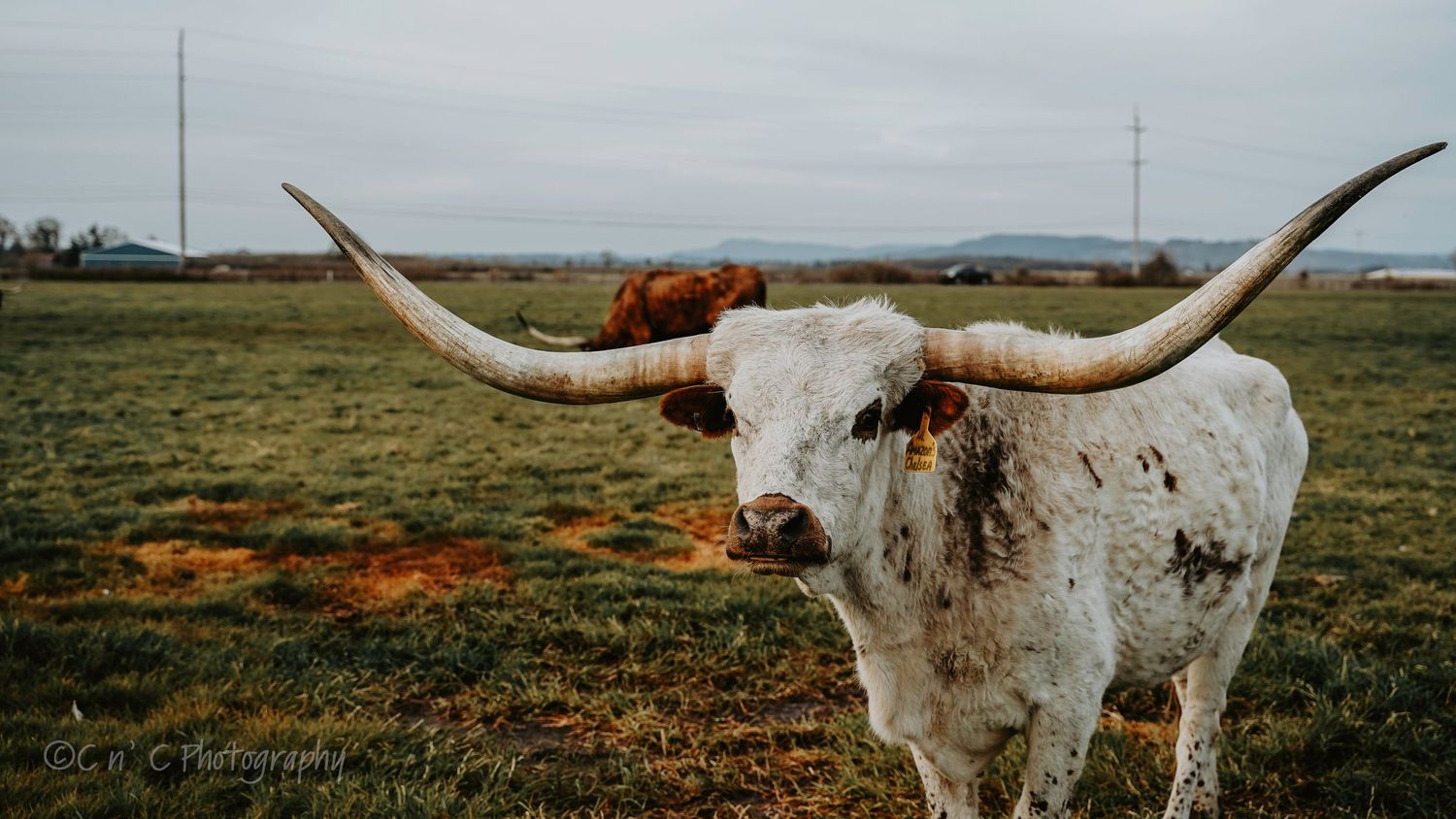 White longhorn steer with impressive horns standing in a misty field with power lines in the background.