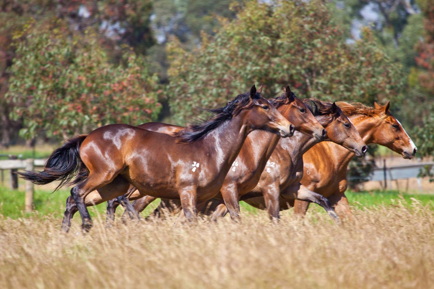 Horse Photographer Albany Western Australia