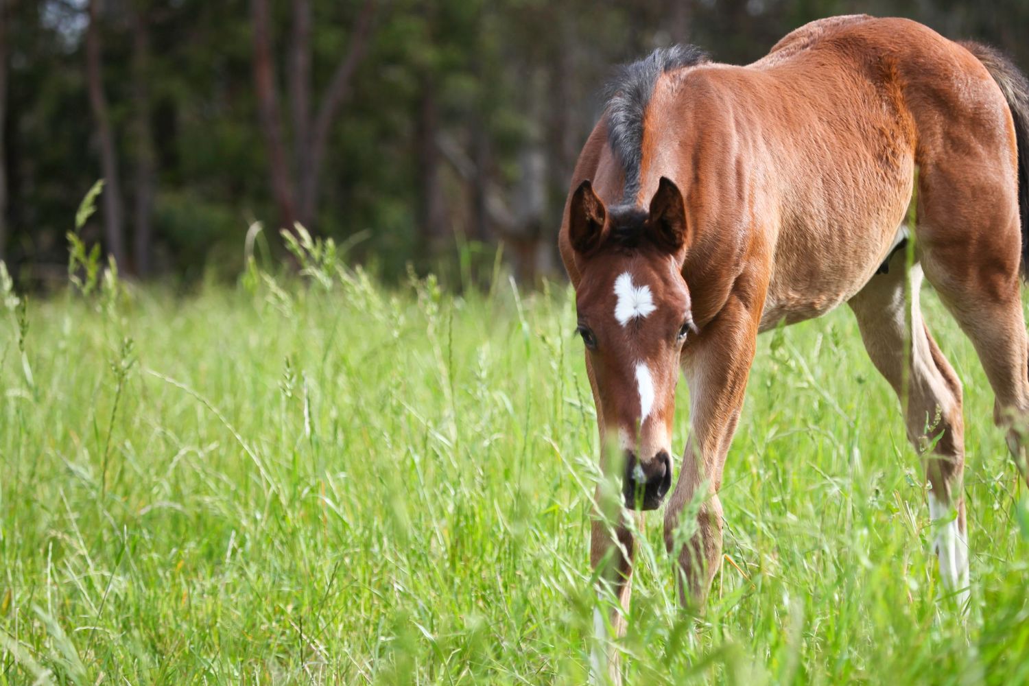 Baby Foal Photography Perth Western Australia