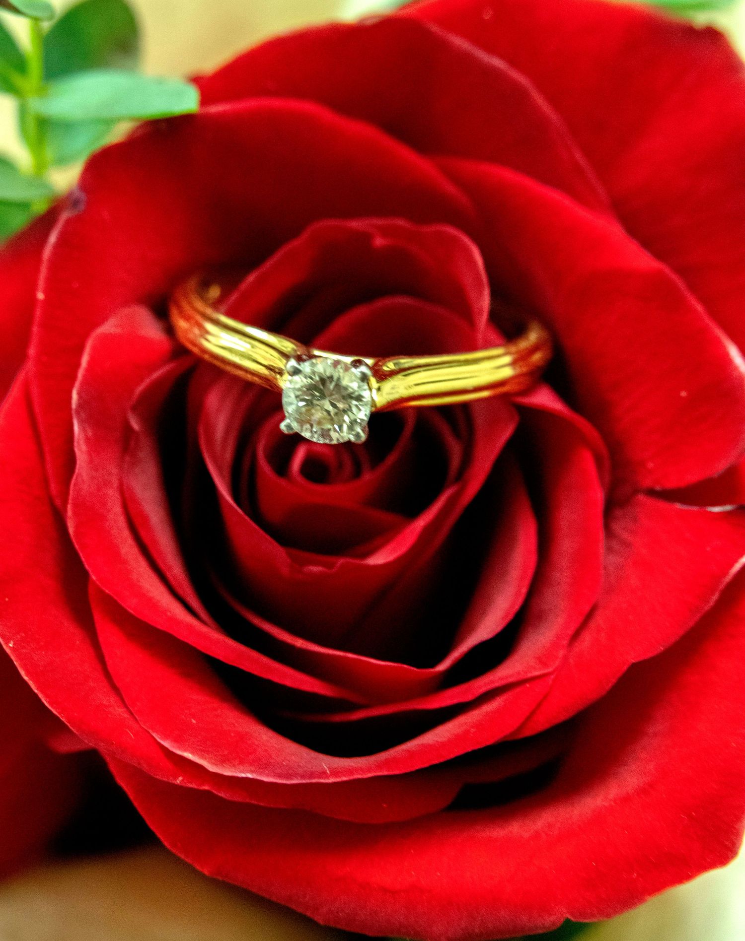 red rose with ring in centre