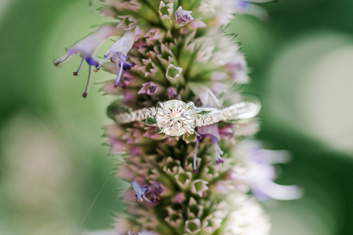 MEADOWLARK VIRGINIA ENGAGEMENT PICTURES