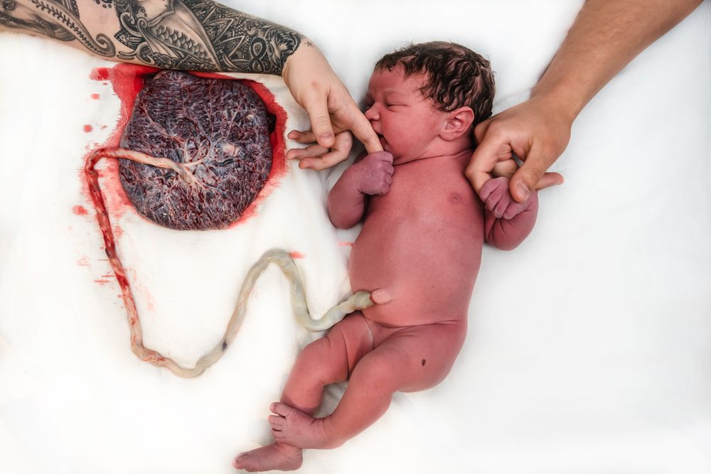 Newborn baby lying beside placenta with tattooed parent hands visible on white surface.