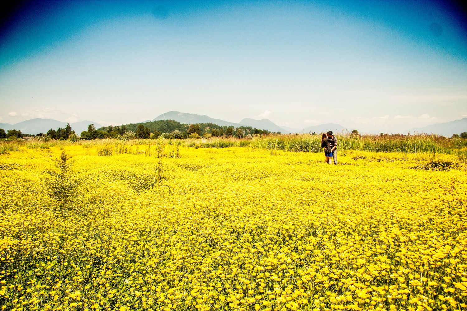 Silhouette of person in vast yellow wildflower field with mountains in background.