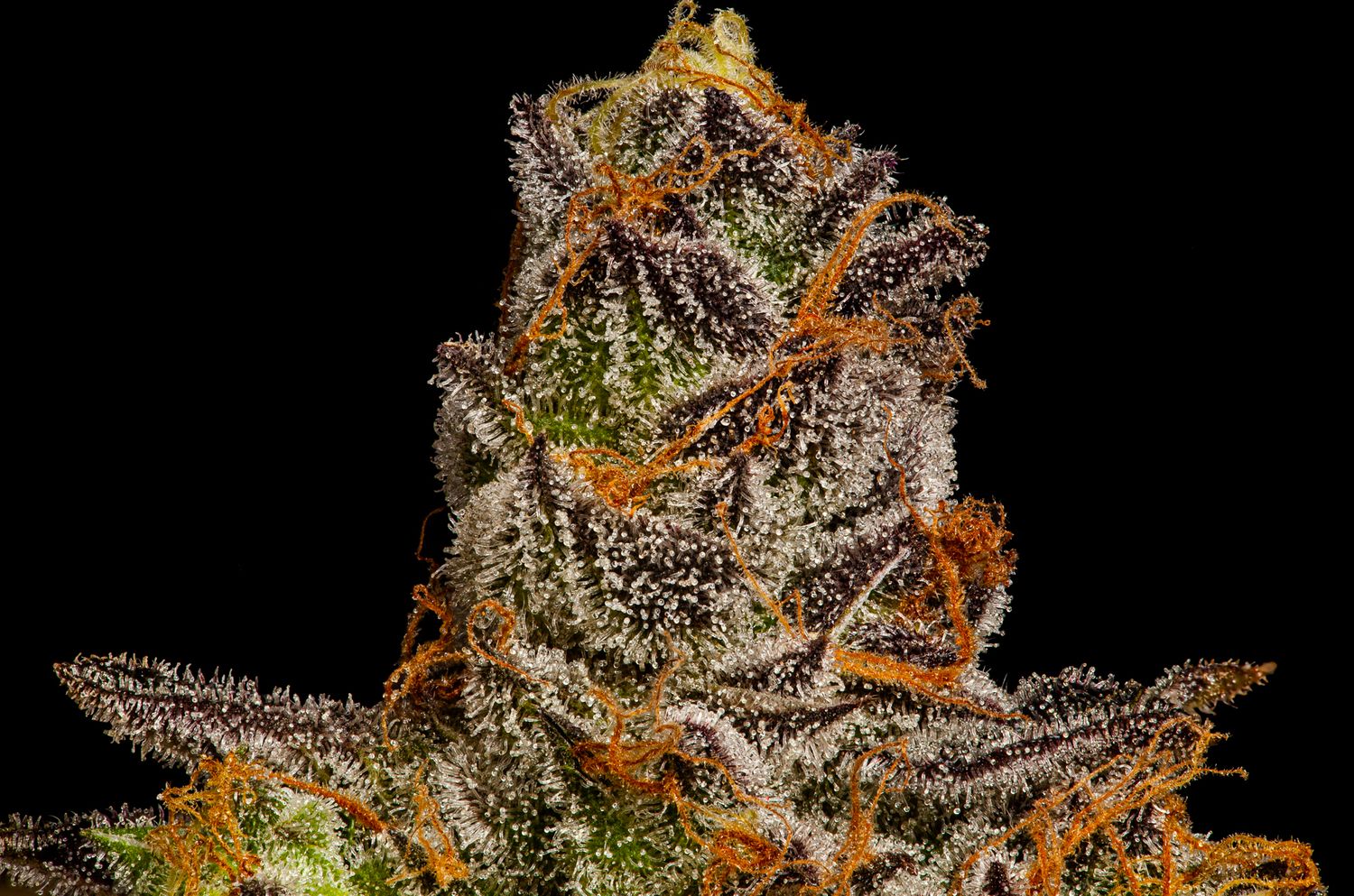 Flamingo Fine Cannabis Mendo Breath