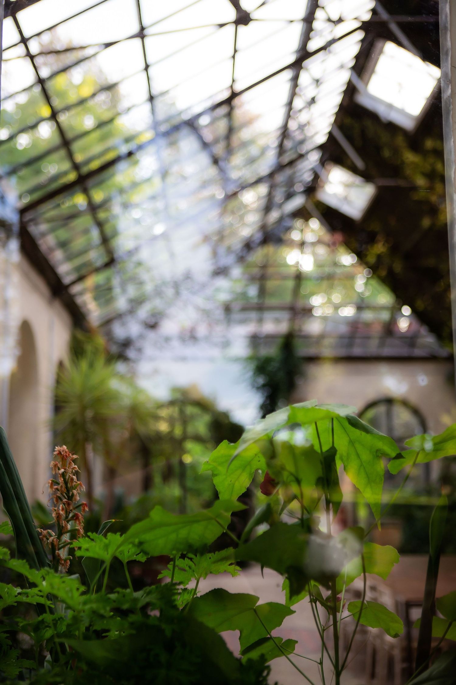 Sunlit greenhouse interior with lush green plants and glass ceiling creating a dreamy atmosphere.