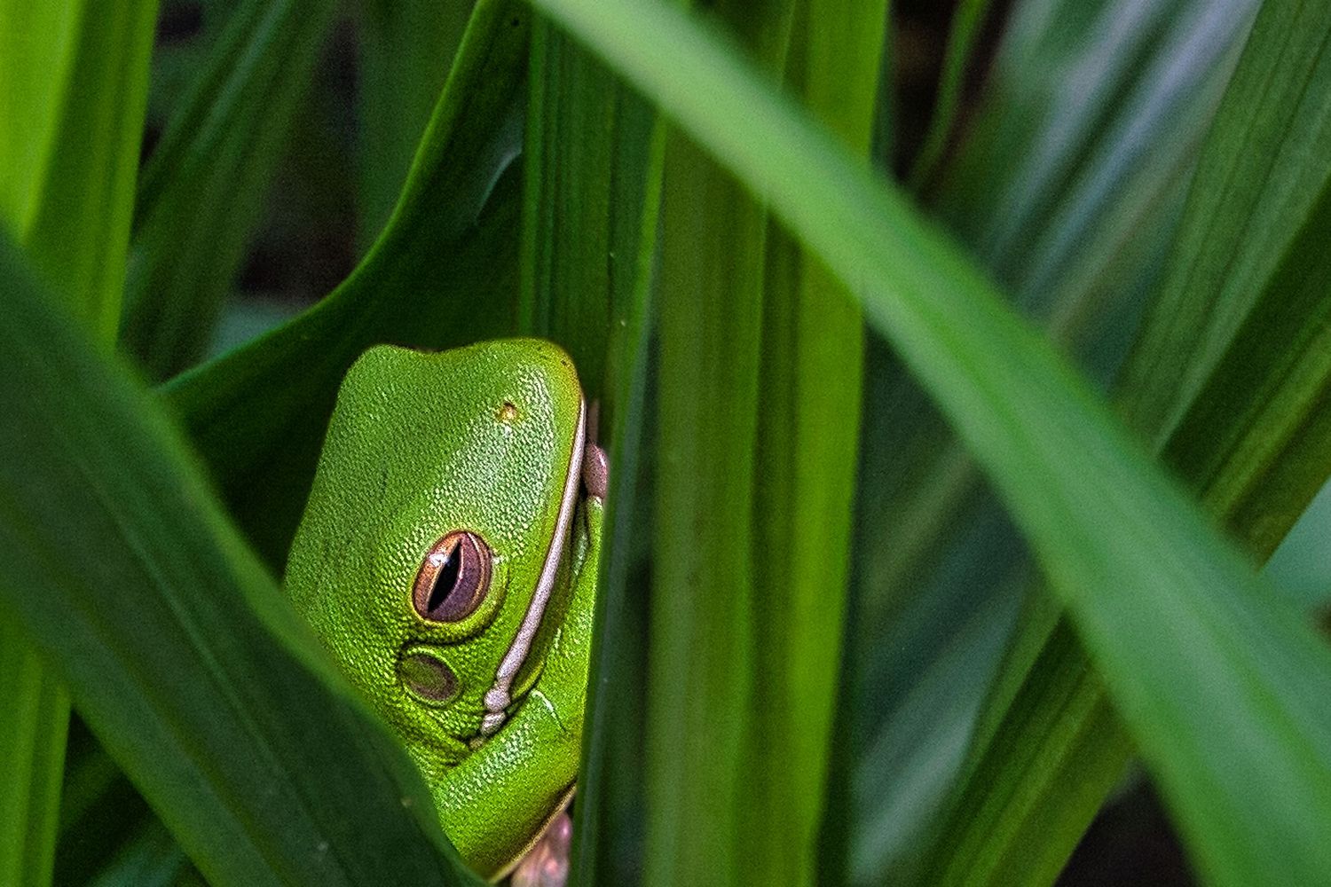 Green Tree Frog