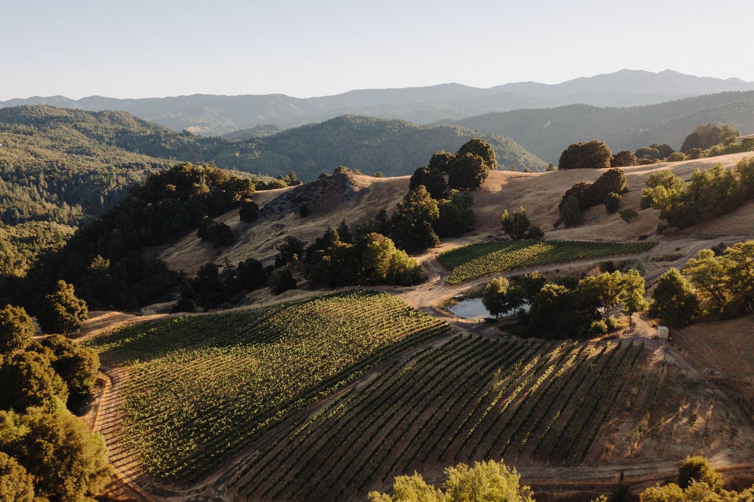A vineyard in Humboldt County captured from above with a drone.