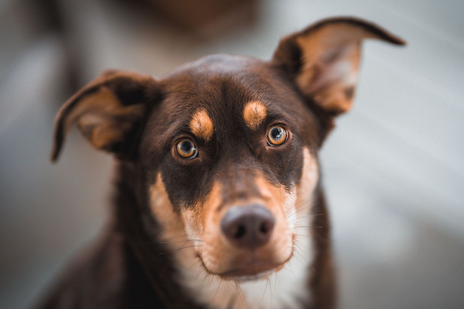 German Shepherd/ Husky mix brown and tan puppy