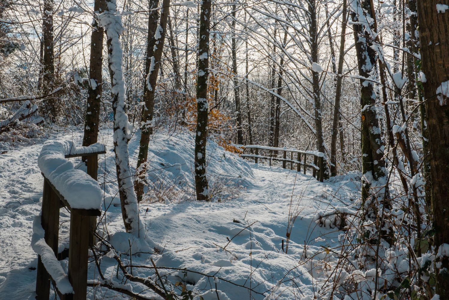 Snow-covered wooden fence leads through a serene winter forest with frost-covered trees.