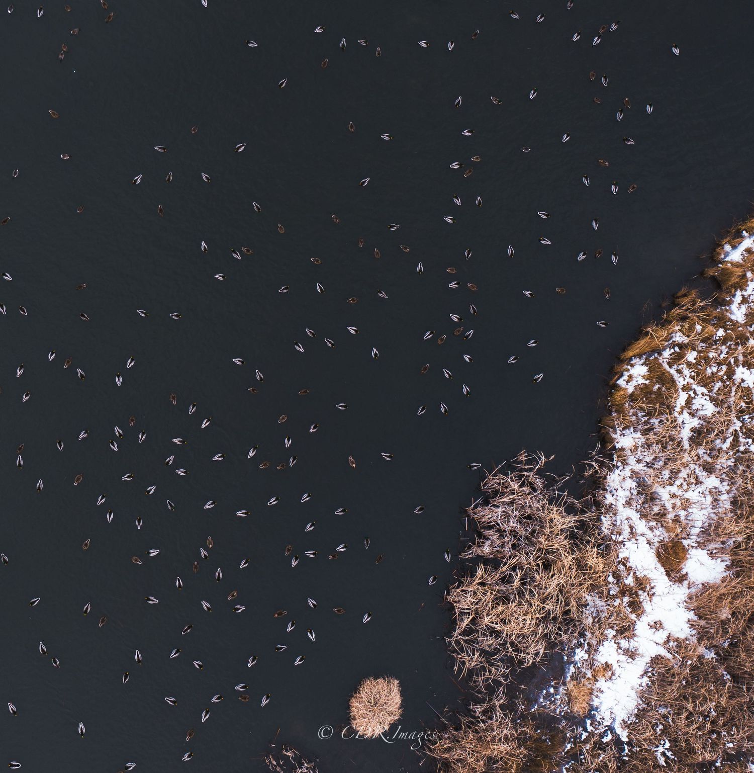 Aerial view of snow covered landscape with scattered trees at night.