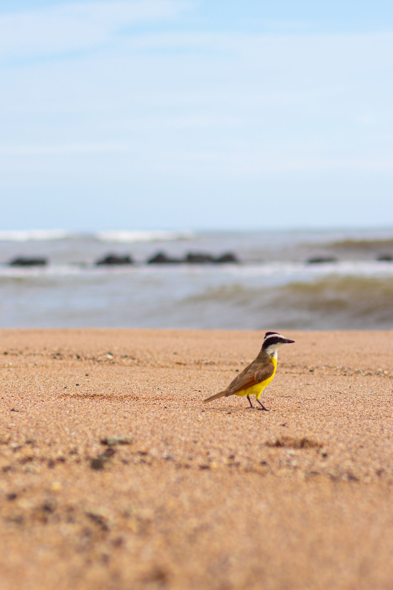 Two small birds perched on sandy beach with ocean waves in background.