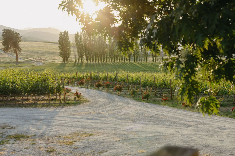 Sunset view of a winding path through vineyard rows with mountains in the background.