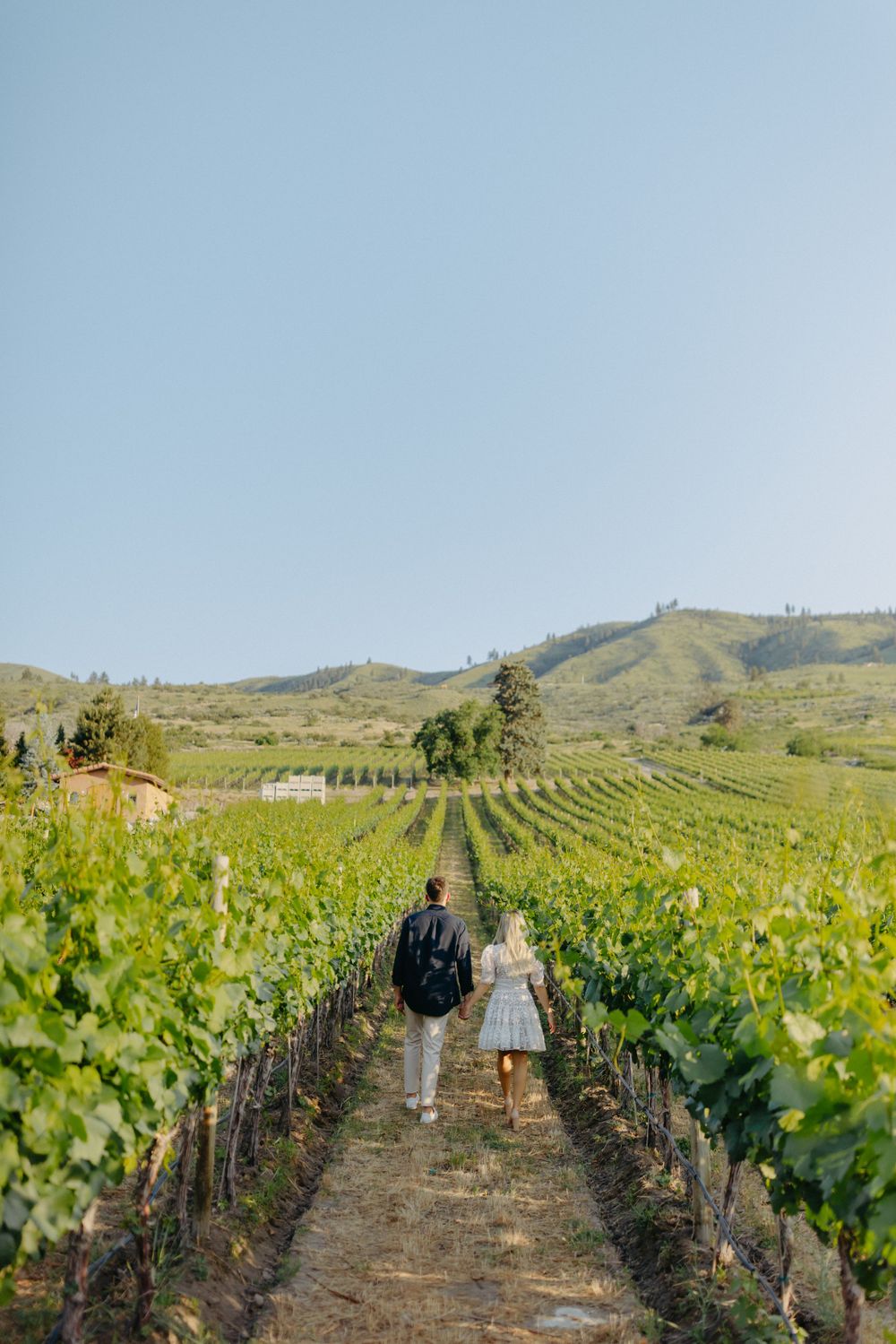 A couple walking down a vineyard row with mountains in the background.