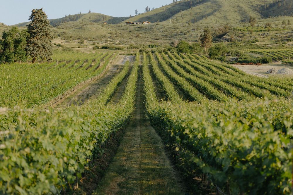 Rows of grapevines stretch into the distance with rolling hills and mountains in the background.