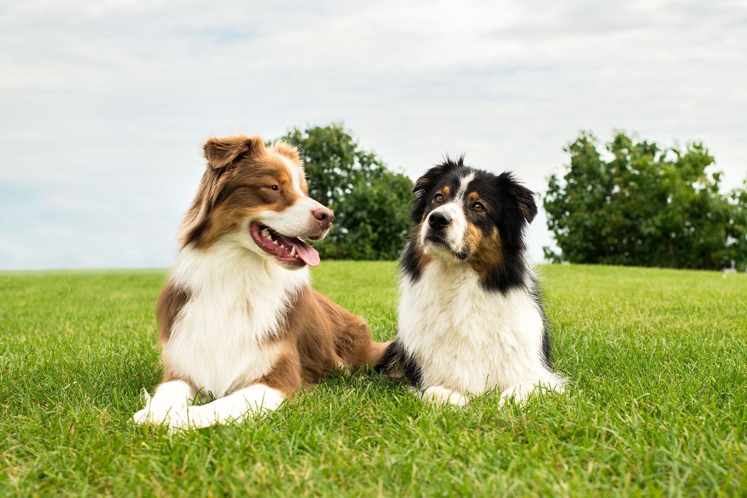 2 Australian shepherd dogs lying in the grass