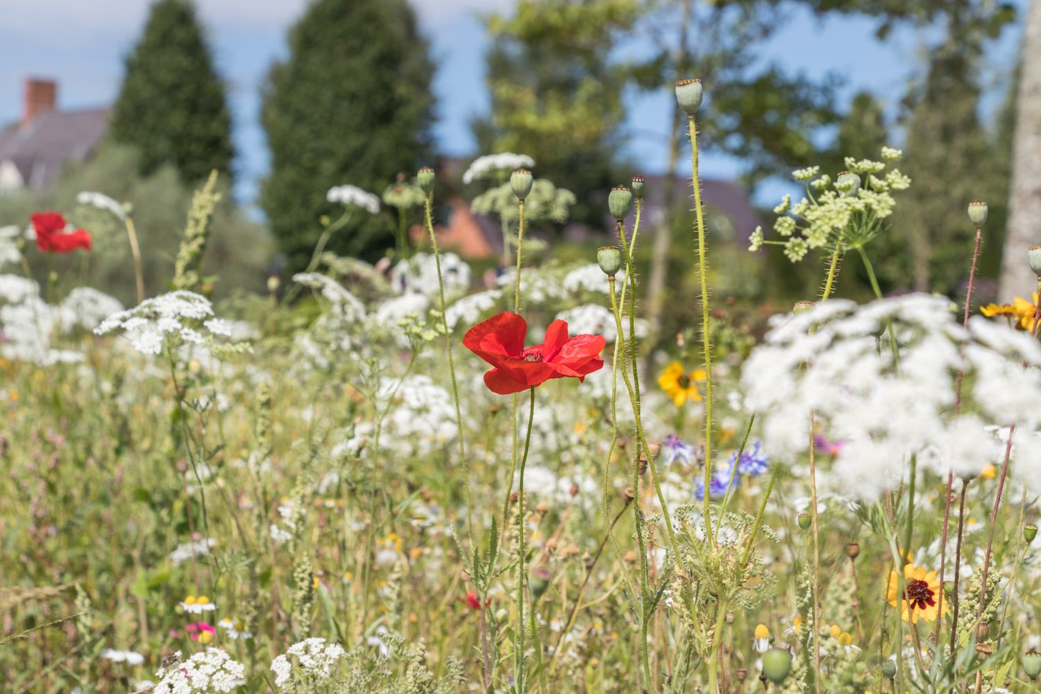 Wildflowers in a summer garden