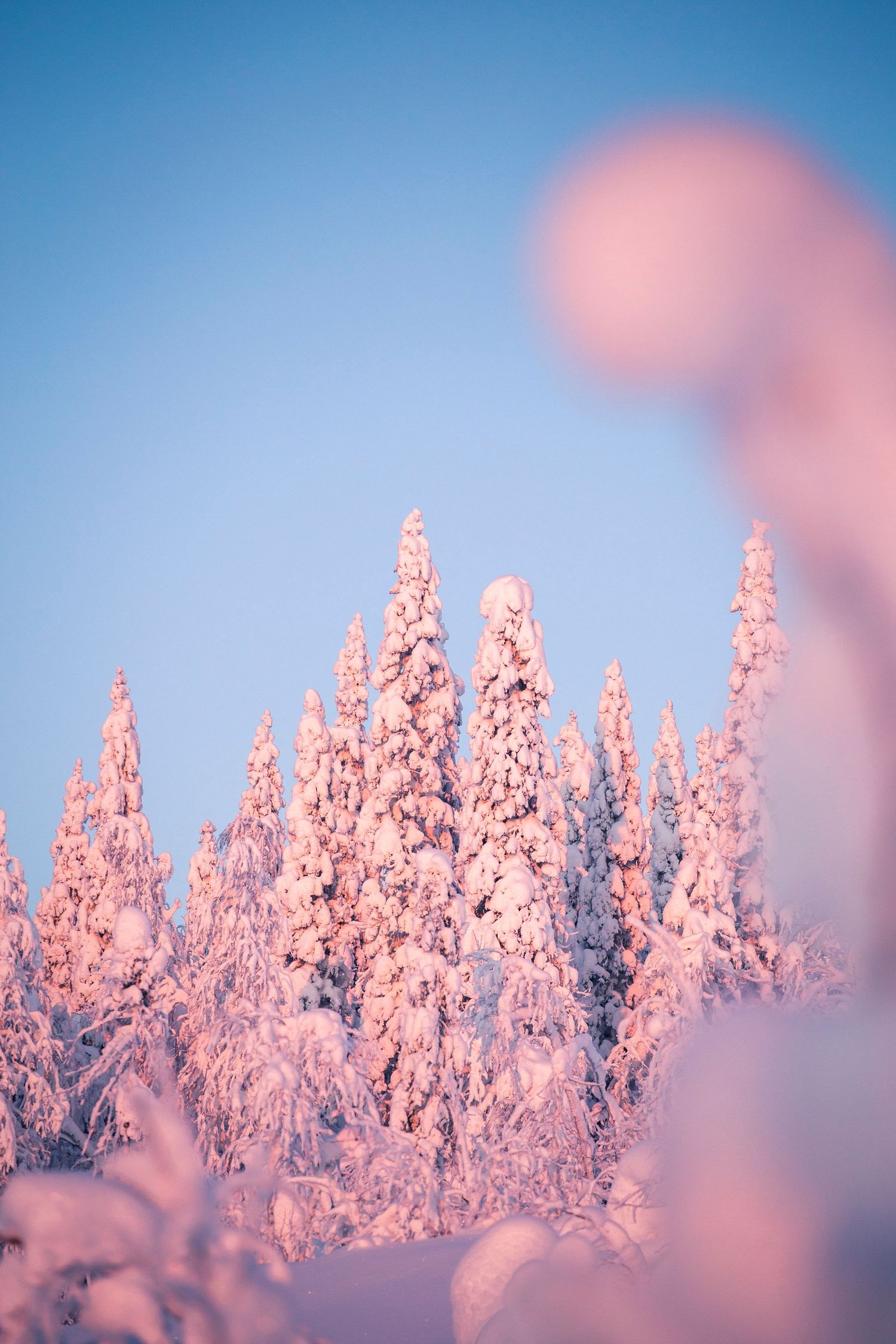 Snow-covered pine trees glowing pink under a clear blue sky in winter landscape.