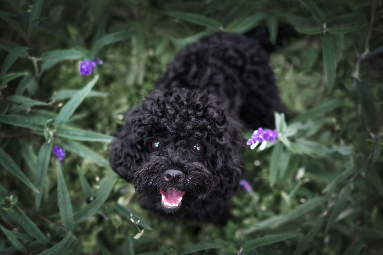 fotografia de perros