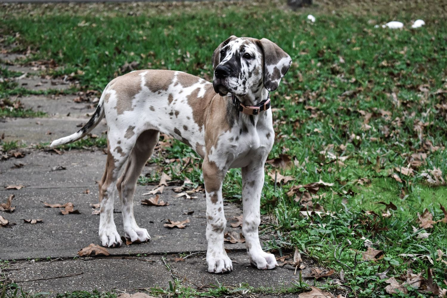 Two merle-colored Great Dane puppies stand side by side on a leaf-covered walkway.