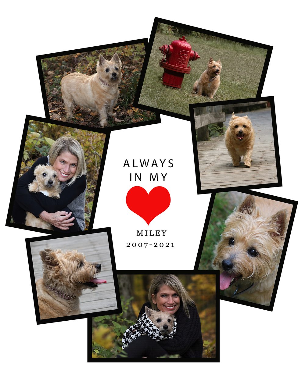 End of Life Pet Photos