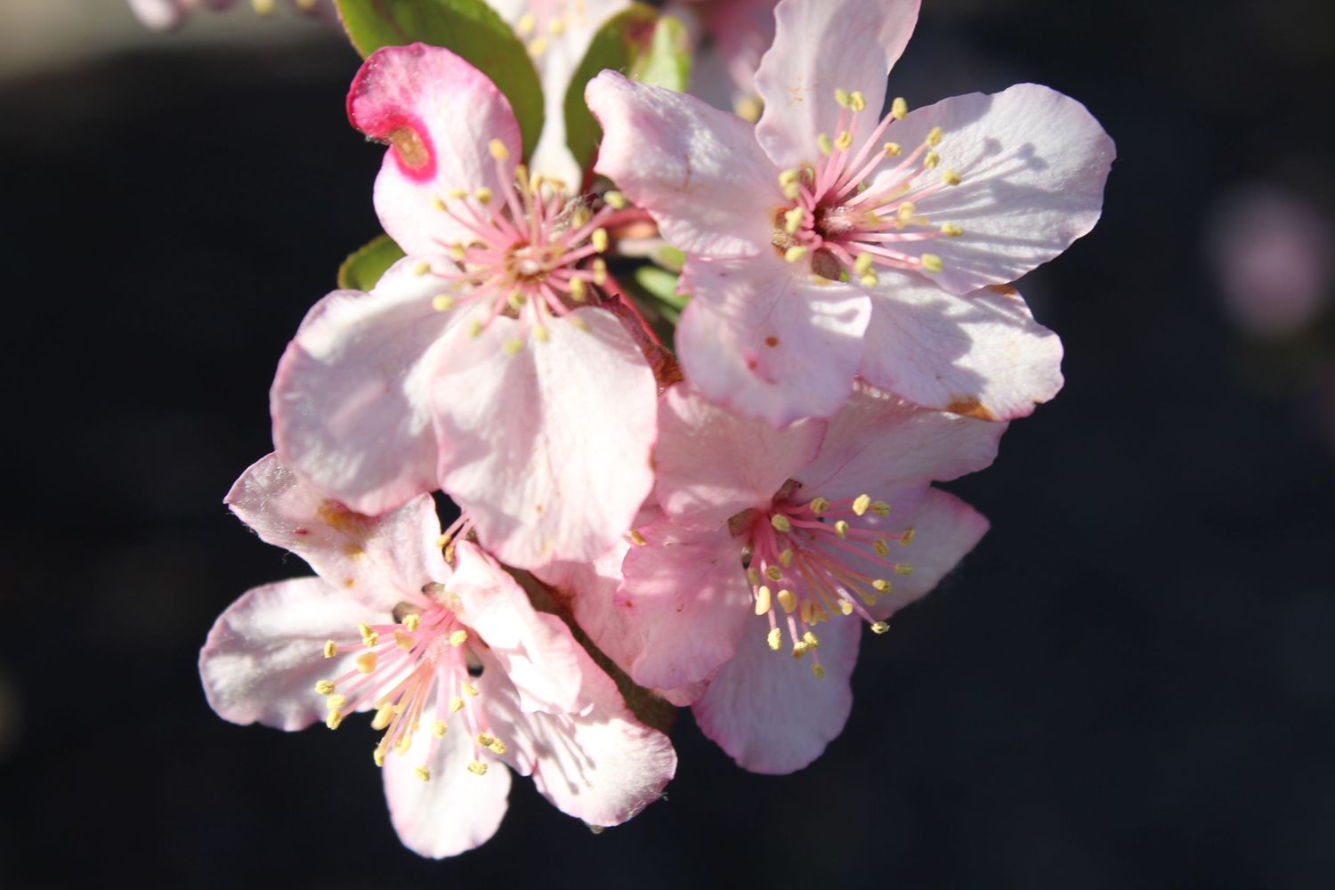 Delicate pink cherry blossoms with visible stamens in close-up.