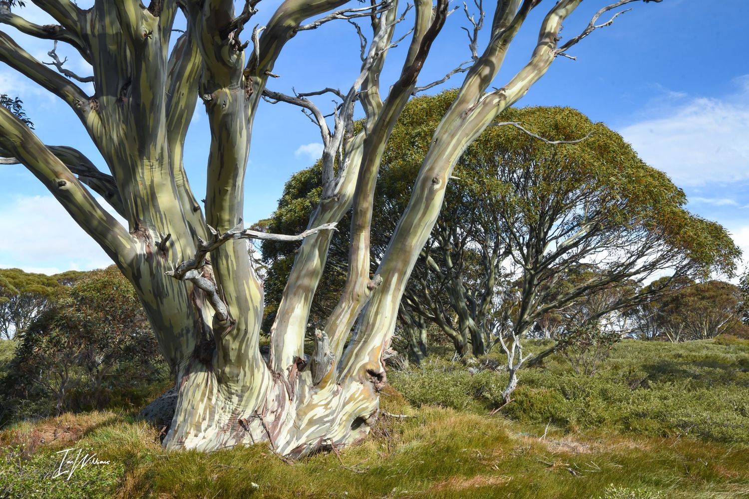 Snow gum