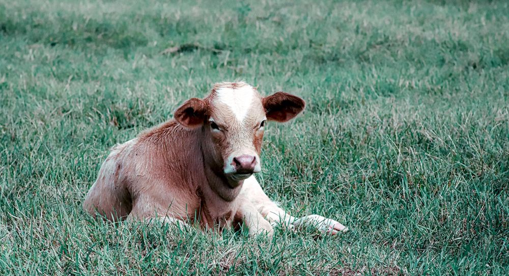 baby calf cow laying in the grass field