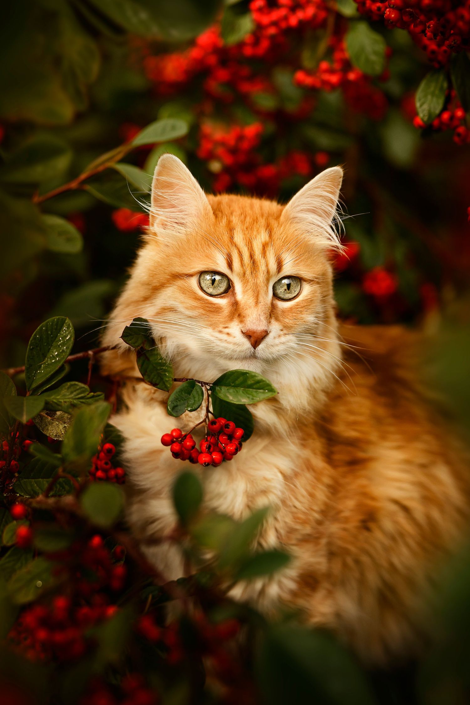 Photographie de MRN Photographie d'un splendide Maine Coon Majestueux Gris tigré