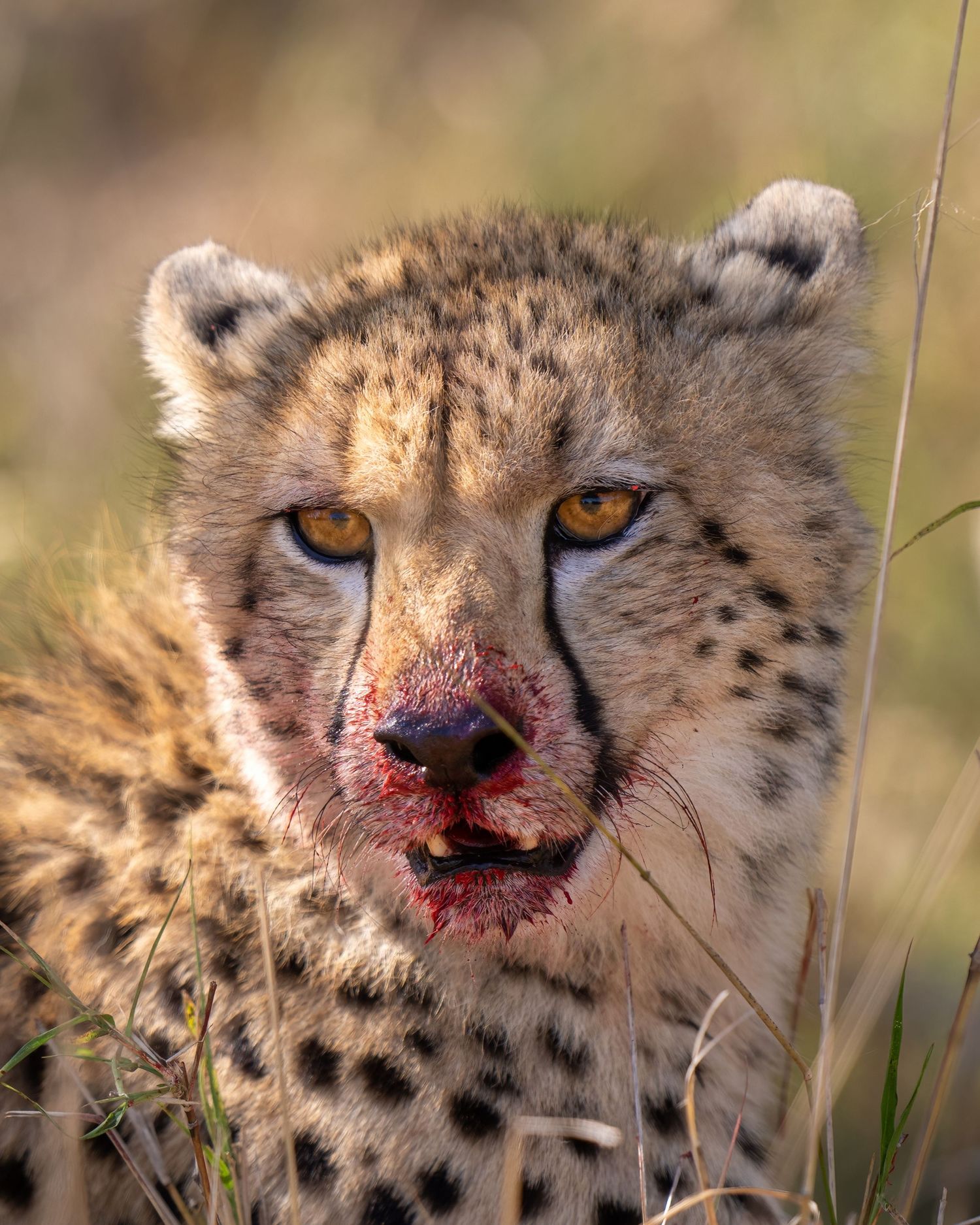 Close-up of cheetah with blood-stained face after feeding.