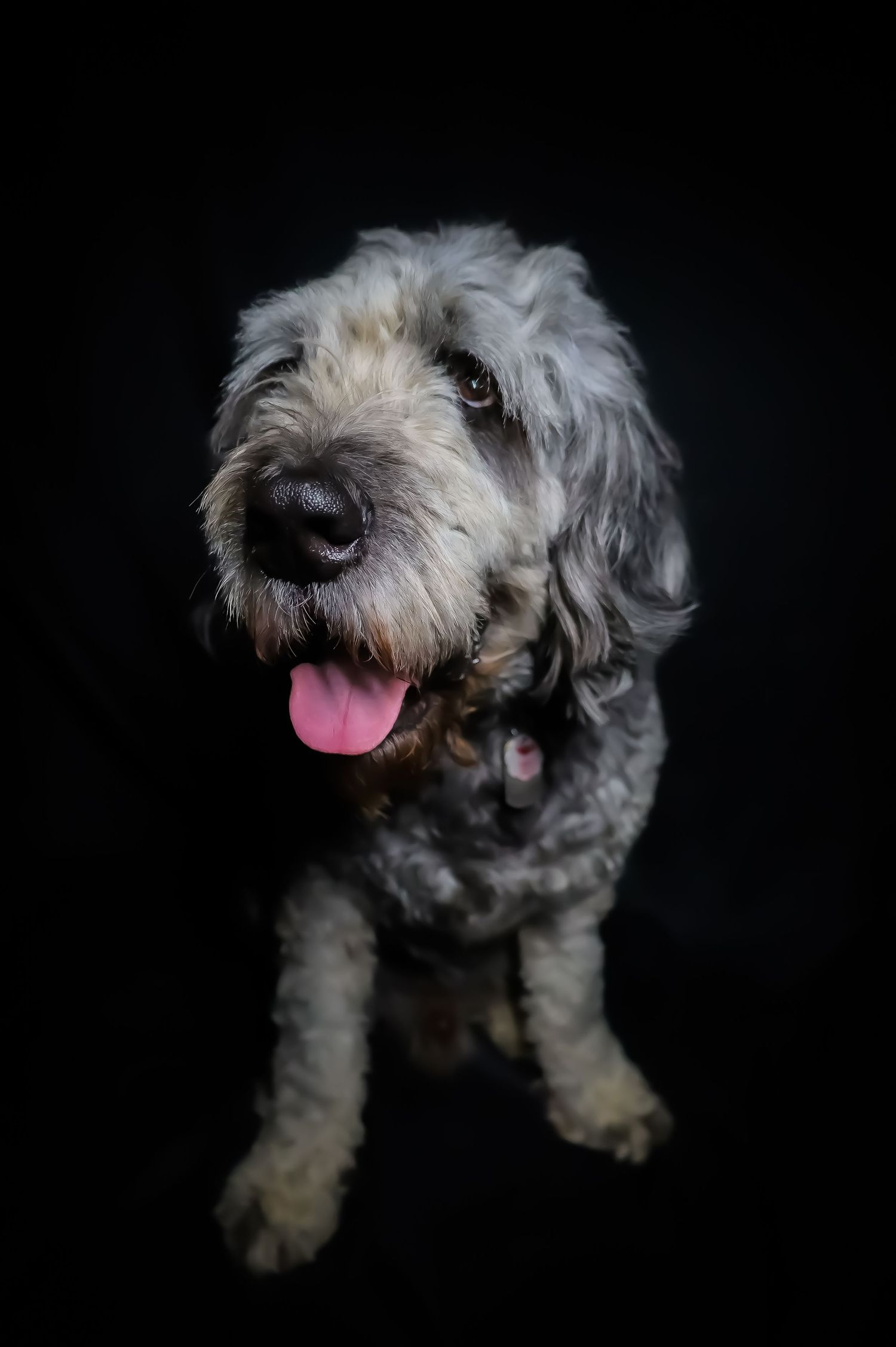 Playful terrier dog with tongue out photographed against black background in studio lighting.