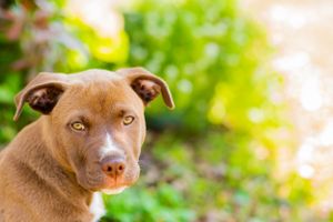 puppy looking cute with flowers in the background Panama City Beach Florida
