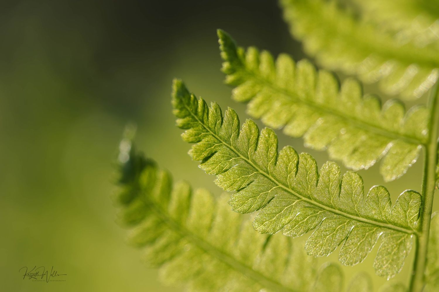 Prints Clovergirl Photography By Krystle Wells