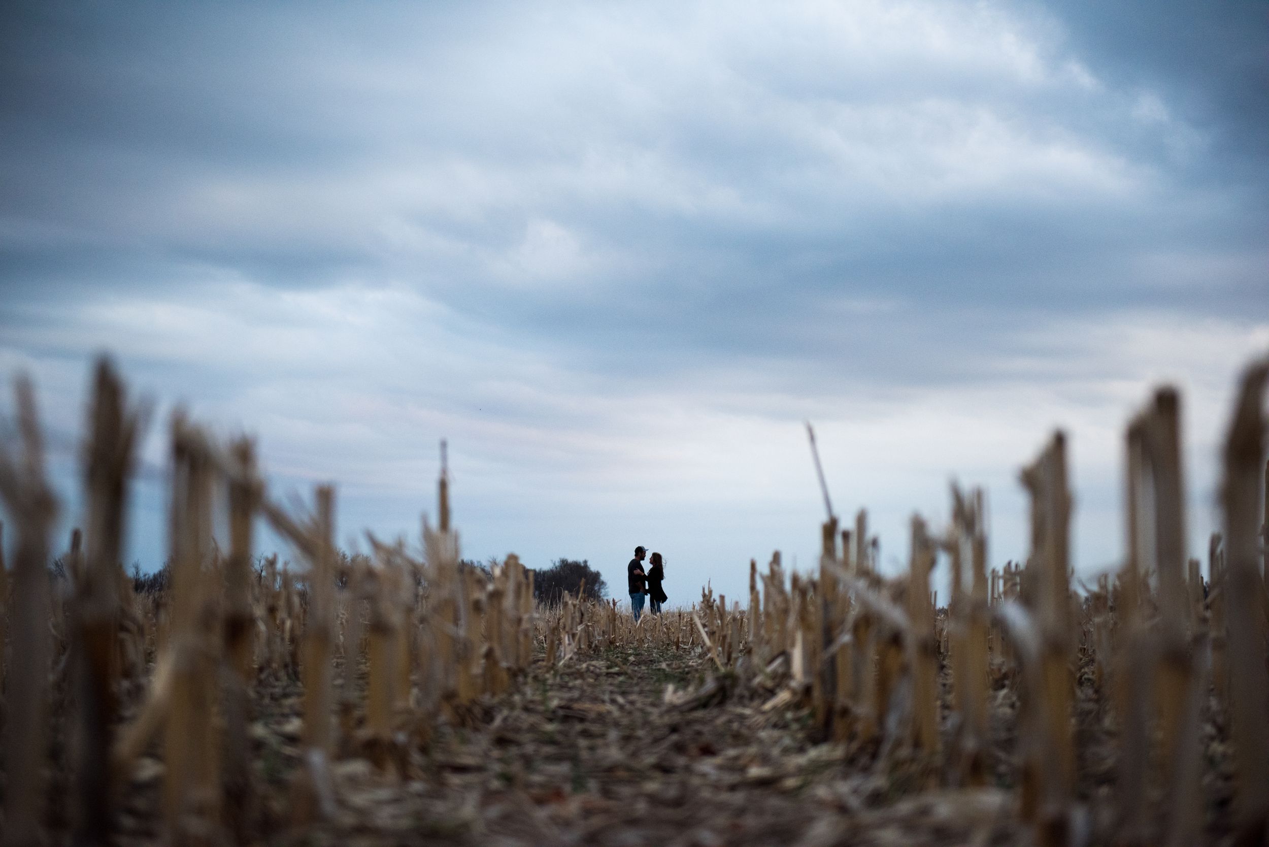 Dramatic landscape shot of dried grass stalks against cloudy sky.