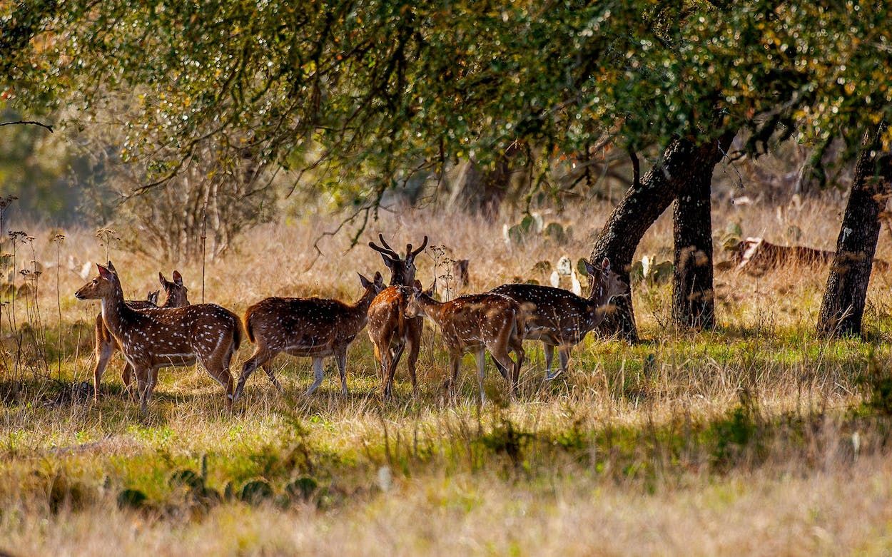Herd of White tail Deer
