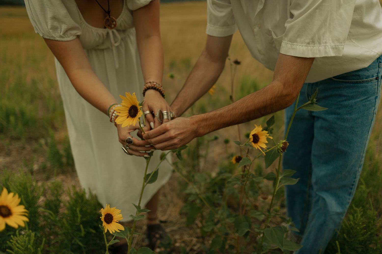 Picking sunflower in a field of romantic sunflowers