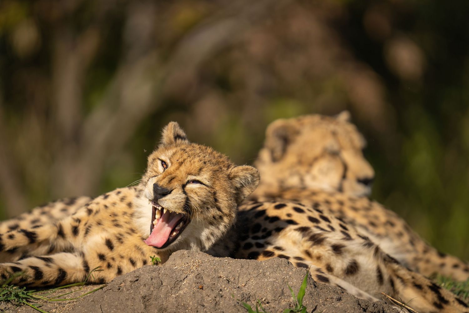 Multiple shots of a cheetah lounging and yawning while resting in natural habitat.