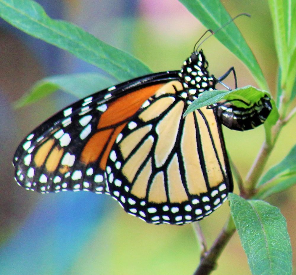 Queen Monarch laying eggs