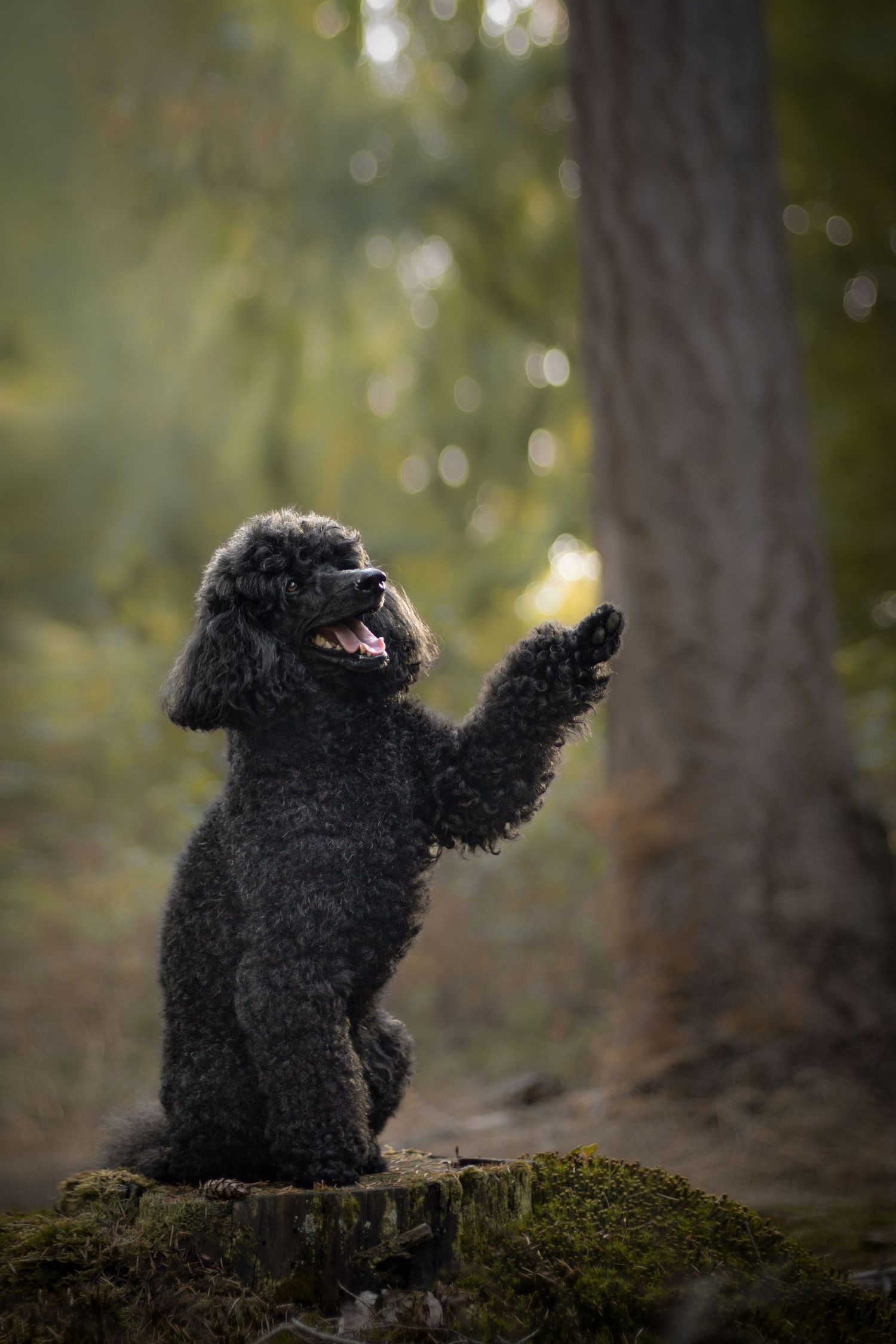 Anne Waarts Fotografie,  mini poodle, dog, nature, forest, natuur, bossen, hond