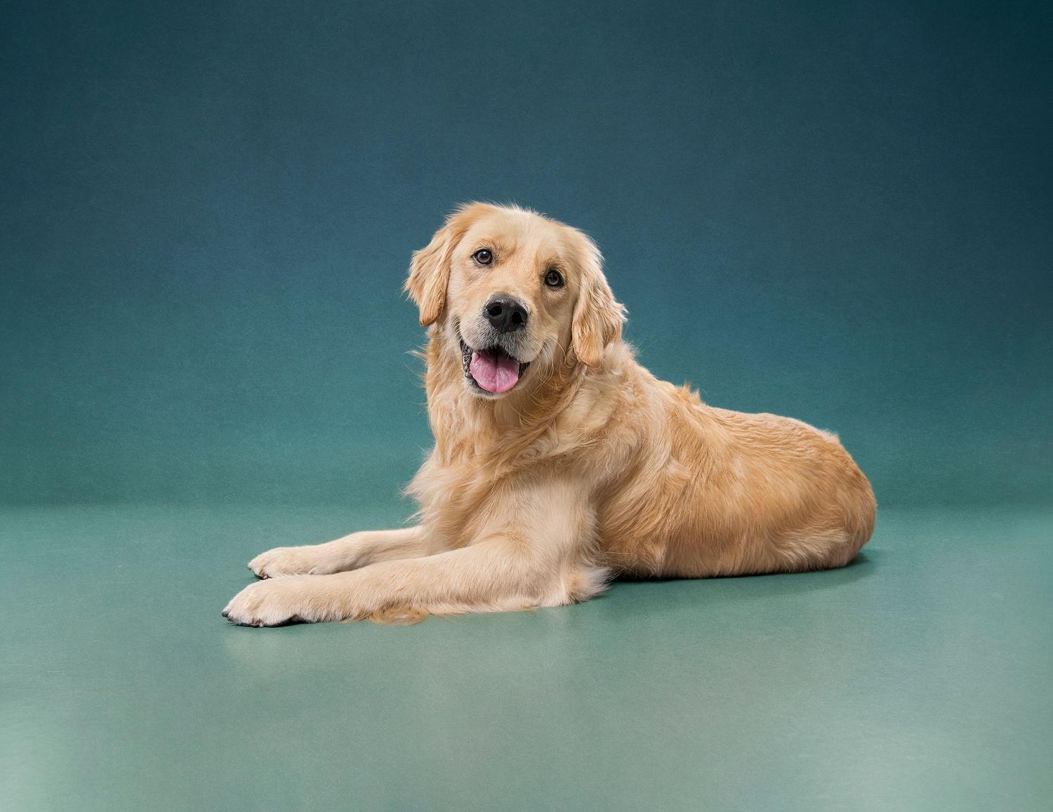 Pet Portrait