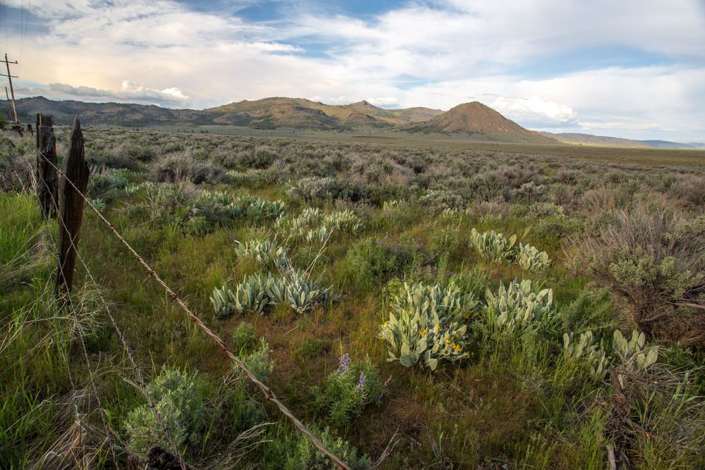 Sierra Valley, CA, Landscape, Graeagle, Art, Wall Art