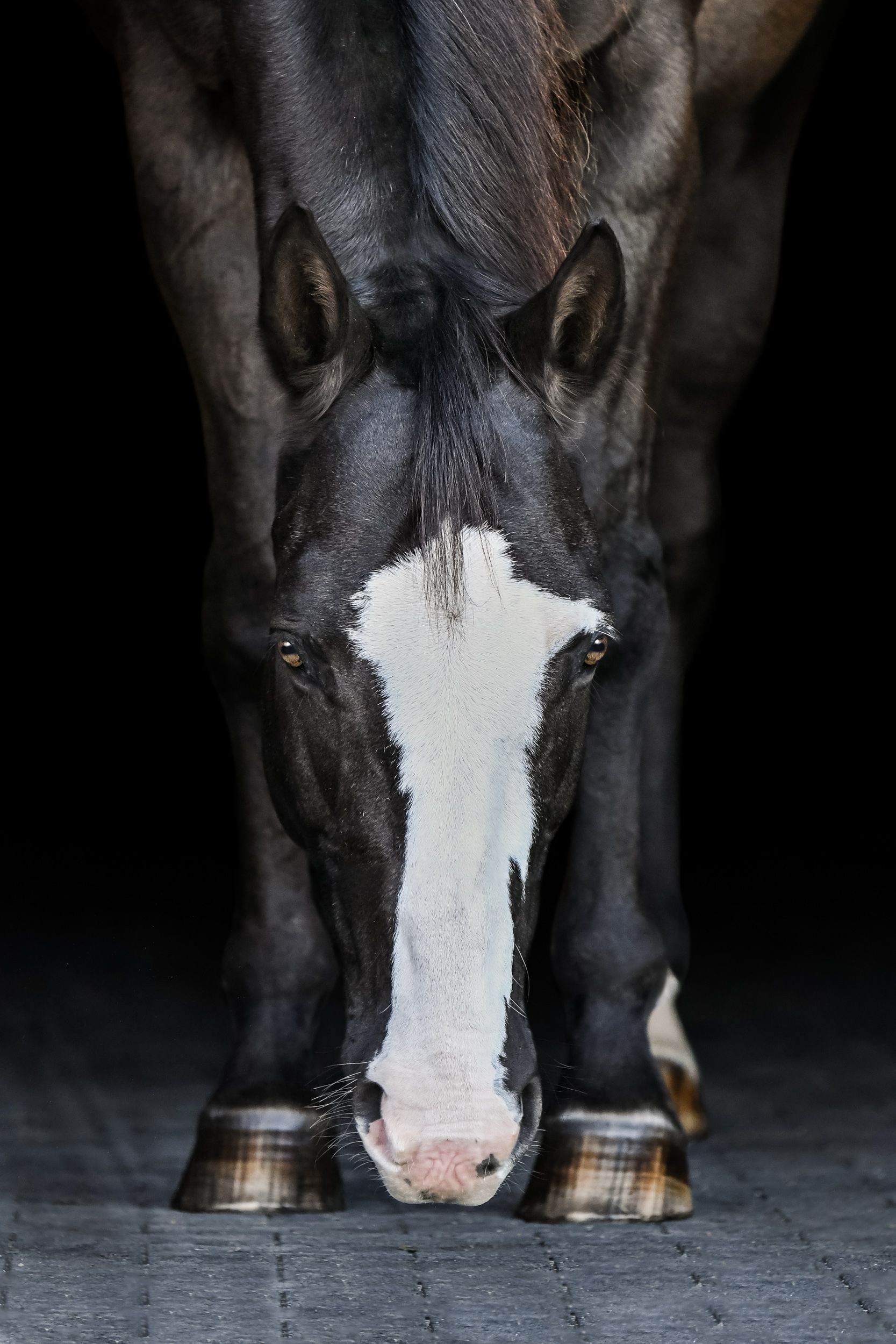 Siege | Black Background Horse Portraits | Rochester, NY - Buffalo, WNY ...